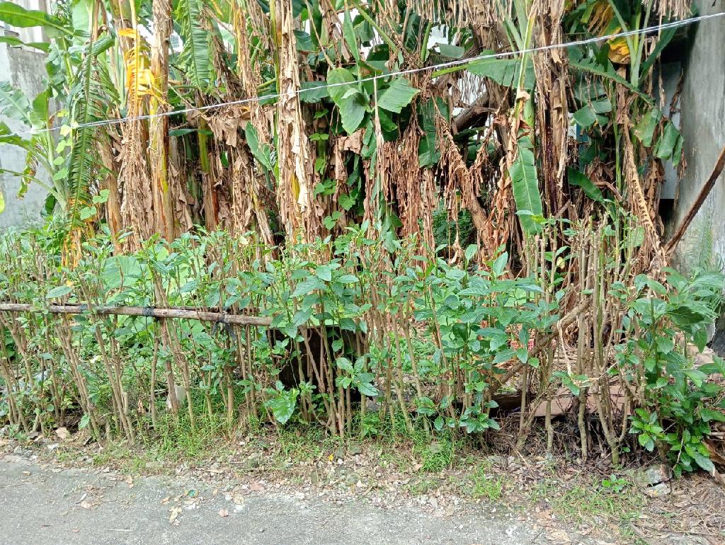 Bán đất KIM SƠN, 70m, nở hậu nhẹ, ô tô vào chỉ 3,2 tỷ. full thổ cư.